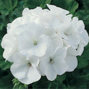 Geranium F1 Horizon White (5015)